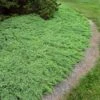 Green Mound Juniper Shrub -Garden Plant Shop Green Mound Juniper BB 600x600 ccea6faf eb41 47ac 9842 cb9bbec70d25