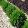 Green Velvet Boxwood Shrub -Garden Plant Shop Green Velvet Boxwood BB 600x600 4607762e 7532 4db6 8258 4d60ed672832