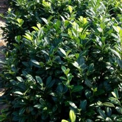 Greenfinity Cherry Laurel -Garden Plant Shop Greenfinity Laurel 2