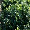 Greenfinity Cherry Laurel -Garden Plant Shop Greenfinity Laurel BB 600x600 e5045e4f 23c5 4130 b3fc 2a8b3b4b64d9