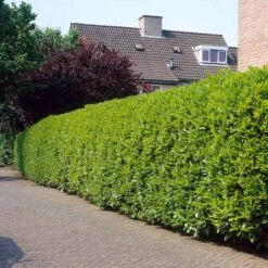 Greenfinity Cherry Laurel -Garden Plant Shop Greenfinity Laurel 3 FGT