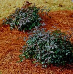 Harbor Belle Nandina Shrub -Garden Plant Shop HarborBelleNandina 400 1 01