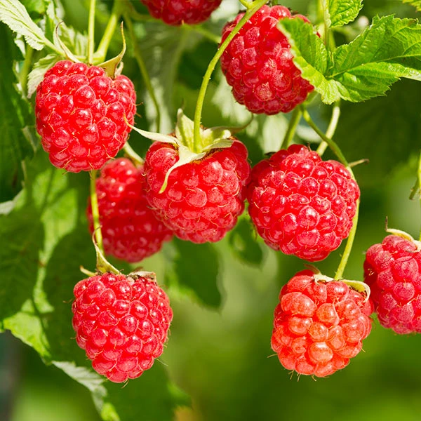 Heritage Raspberry Bush 3 Heritage Raspberry Bush