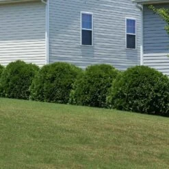 Hetz Midget Arborvitae Shrub -Garden Plant Shop Hetz Midget Thuja 6