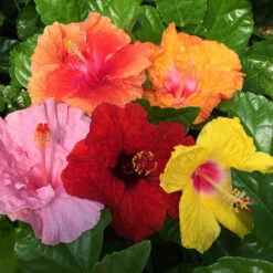 Bloom Bash® Hollywood® Hibiscus 8 Bloom Bash® Hollywood® Hibiscus -Garden Plant Shop Hollywood Hibiscu BLoom Bash 2