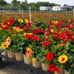 Bloom Bash® Hollywood® Hibiscus 9 Bloom Bash® Hollywood® Hibiscus -Garden Plant Shop Hollywood Hibiscu BLoom Bash 4