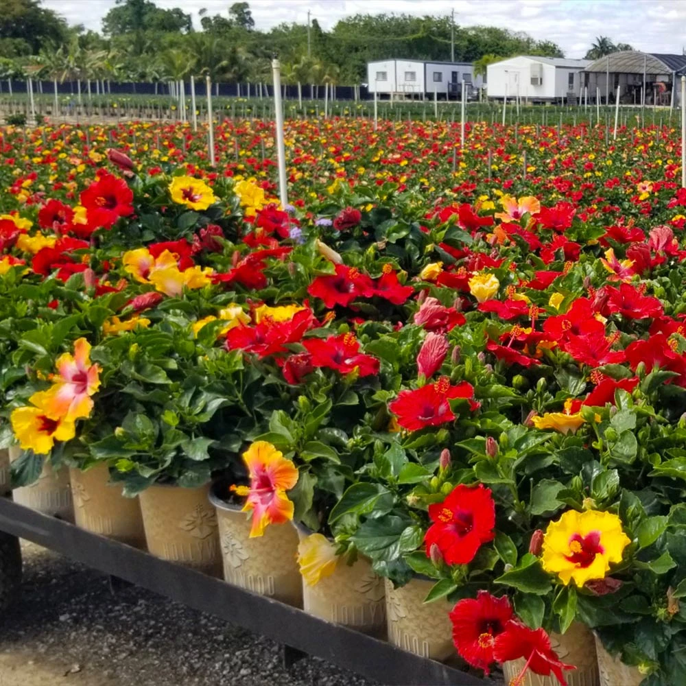 Bloom Bash® Hollywood® Hibiscus 6 Bloom Bash® Hollywood® Hibiscus - Image 4