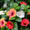 Bloom Bash® Hollywood® Hibiscus -Garden Plant Shop Hollywood Hibiscu BLoom Bash 600x600 b05cf730 999d 48ce 9746 33817ccc6c34