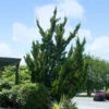 Hollywood Juniper Tree -Garden Plant Shop Hollywood Juniper BB 600x600 55e74db2 74fc 4770 b488 bdf45fc8a06b