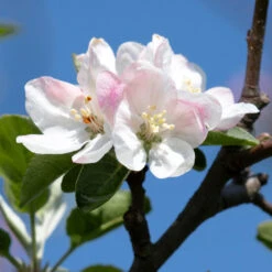 Honeycrisp Apple Tree -Garden Plant Shop Honeycrisp Apple 2 BB