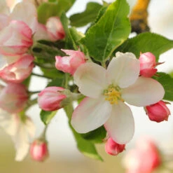 Apple Pollinator Pack 13 Apple Pollinator Pack -Garden Plant Shop Honeycrisp Apple 2 FGT