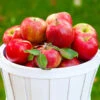Honeycrisp Apple Tree 1 Honeycrisp Apple Tree -Garden Plant Shop Honeycrisp Apple BB 600x600 8a740550 6db1 43f5 a3cc 64974c7bbb82