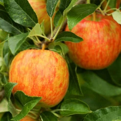 Apple Pollinator Pack 10 Apple Pollinator Pack -Garden Plant Shop Honeycrisp Apple FGT 600x600 dce357e3 2398 4470 9b5b 4985ef633f08