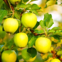 Honeygold Apple Tree -Garden Plant Shop Honeygold Apple 7
