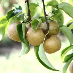 Hosui Asian Pear Tree -Garden Plant Shop Hosui Pear 4 BB