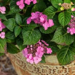 Endless Summer® Pop Star® Bigleaf Hydrangea 10 Endless Summer® Pop Star® Bigleaf Hydrangea -Garden Plant Shop Hydrangea Pop Star 1