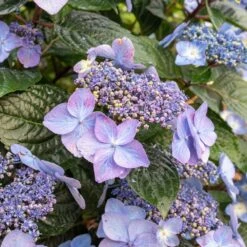 Endless Summer® Pop Star® Bigleaf Hydrangea 11 Endless Summer® Pop Star® Bigleaf Hydrangea -Garden Plant Shop Hydrangea Pop Star 2