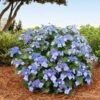 Endless Summer® Pop Star® Bigleaf Hydrangea -Garden Plant Shop Hydrangea Pop Star BB 600x600 429664ff e2b0 4bc9 a6fd 79177a956c24