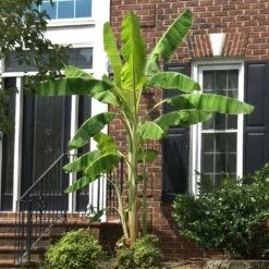 Ice Cream Banana Tree -Garden Plant Shop Ice Cream Banana 2