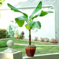 Ice Cream Banana Tree -Garden Plant Shop Ice Cream Banana 8 BB