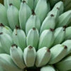Ice Cream Banana Tree -Garden Plant Shop Ice Cream Banana BB 600x600 008542e1 4d7b 4784 a5bc 8667038a7190