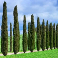 Italian Cypress Tree -Garden Plant Shop Italian Cypress 1 BB