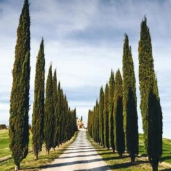 Italian Cypress Tree -Garden Plant Shop Italian Cypress 4 BB