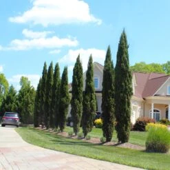 Italian Cypress Tree -Garden Plant Shop Italian Cypress 6 BB