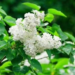 Ivory Silk Japanese Lilac Tree -Garden Plant Shop Ivory Silk Lilac 2