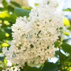 Ivory Silk Japanese Lilac Tree -Garden Plant Shop Ivory Silk Lilac 4