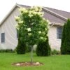 Ivory Silk Japanese Lilac Tree -Garden Plant Shop Ivory Silk Lilac BB 600x600 4ce65b93 c3df 4356 a4d2 e78594fa1438