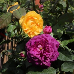 Julia Child And Ebb Tide™ Two-fer® Rose Tree -Garden Plant Shop Julia CHild and Ebb Tide Rose Tree 2