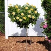 Julia Child Standard Rose Tree 2 Julia Child Standard Rose Tree -Garden Plant Shop Julia Child Rose Tree BB 600x600 35ce3750 8e23 4b8c bcd7 d73bd2717ce7