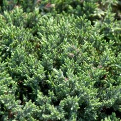 Blue Pacific Juniper Shrub -Garden Plant Shop Juniper Blue Pacific 4 BB