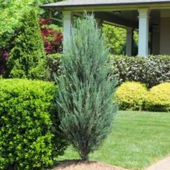 Skyrocket Juniper Tree -Garden Plant Shop Juniper Skyrocket 12 BB