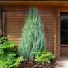 Skyrocket Juniper Tree -Garden Plant Shop Juniper Skyrocket 600x600 90dfabf6 149e 4917 af37 f7764cfe94b4