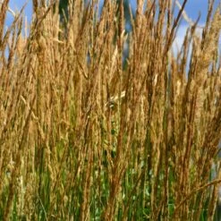 Karl Foerster Grass -Garden Plant Shop Karl Foerster Grass 2