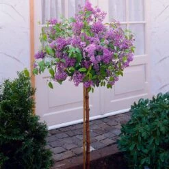 Korean Lilac Tree -Garden Plant Shop KoreanLilac Tree 1