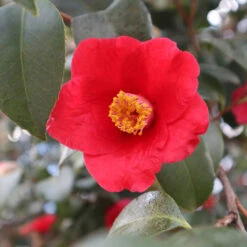 Korean Fire Camellia Shrub 9 Korean Fire Camellia Shrub -Garden Plant Shop Korean Fire Camellia 3