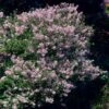 Dwarf Korean Lilac Shrub -Garden Plant Shop Korean Lilac BB 600x600 190742a2 fc15 4b9e aa50 a32eeafb3e04