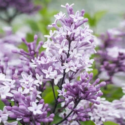 Korean Lilac Tree -Garden Plant Shop Korean Lilac Tree 2 BB