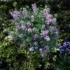 Korean Lilac Tree -Garden Plant Shop Korean Lilac Tree 3 FGT 600x600 1e8f966f 7a05 470e 98b4 3d651d5b5c9e