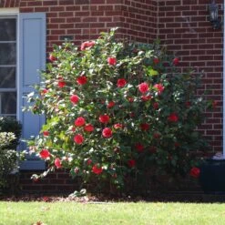Kramers Supreme Camellia Shrub -Garden Plant Shop Kramers Camellia BB 4