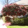 Kramers Supreme Camellia Shrub -Garden Plant Shop Kramers Camellia BB 600x600 174414f2 81d3 45bf 80bc 6c8524c86fb7
