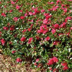 Kramers Supreme Camellia Shrub -Garden Plant Shop Kramers Camellia FGT 1