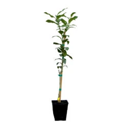 Key Lime Tree -Garden Plant Shop LIM KEY 12 QT