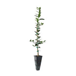 Key Lime Tree -Garden Plant Shop LIM KEY 23 C