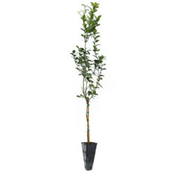 Key Lime Tree -Garden Plant Shop LIM KEY 34 C