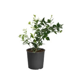Key Lime Tree -Garden Plant Shop LIM KEY1 BUSH