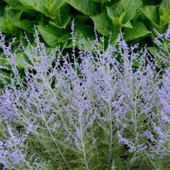 Lacey Blue Russian Sage -Garden Plant Shop Lacey Blue Russian Sage 1